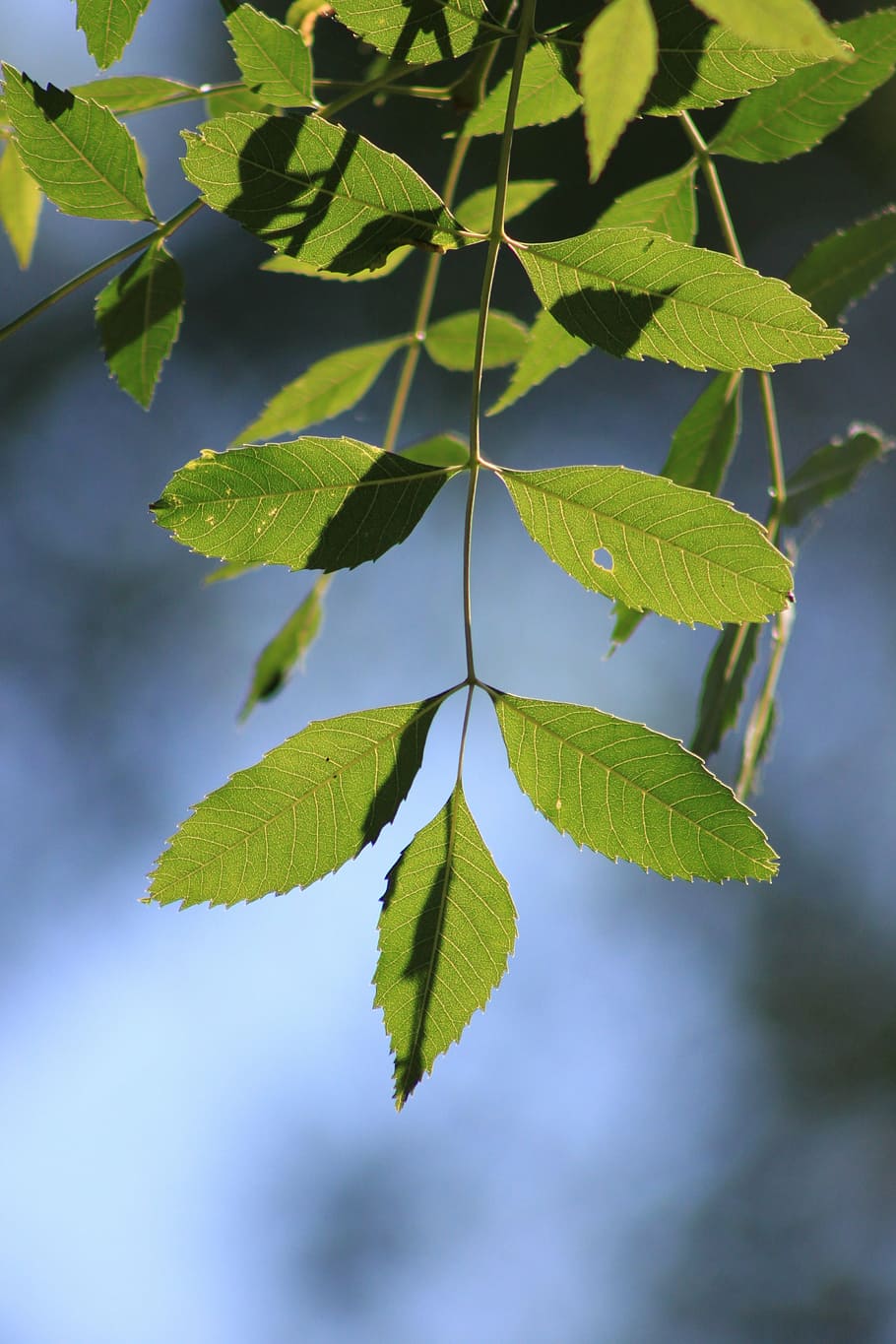 leaves, reverse light, branch, tree, nature, green, plant, leaf HD wallpaper