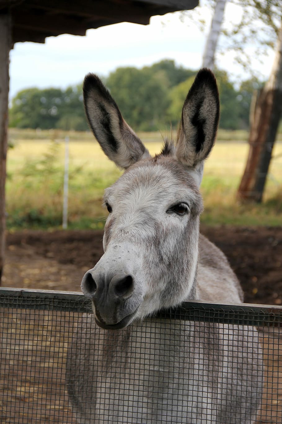 Donkey, Horse, Smart, Pasture, Animals, ride, nostrils, love for animals HD wallpaper