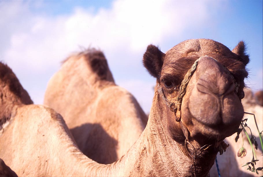 shallow focus photography of camel, closeup photo of camel's face