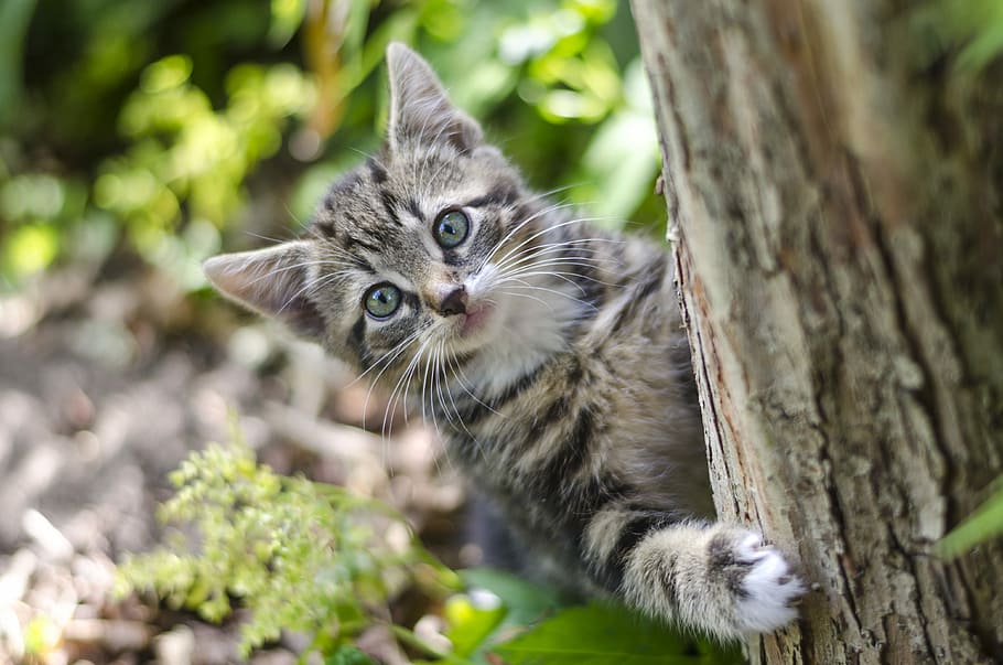 silver tabby kitten on tree, cat, climbing kitten, cat climbing tree