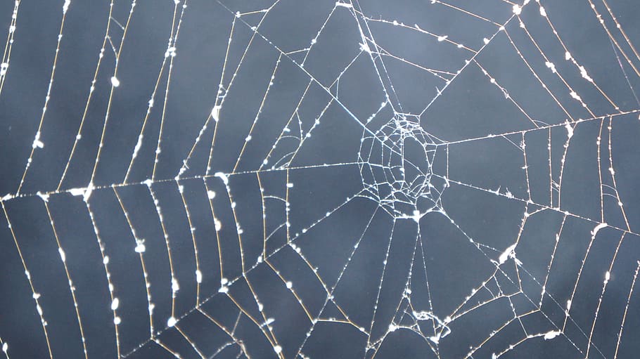 close up photography of web with morning dew at daytime, cobweb HD wallpaper