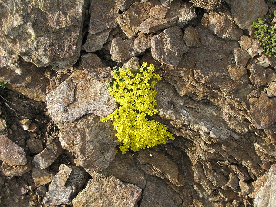 mountains, flowers, stone, plant, no people, growth, solid HD wallpaper