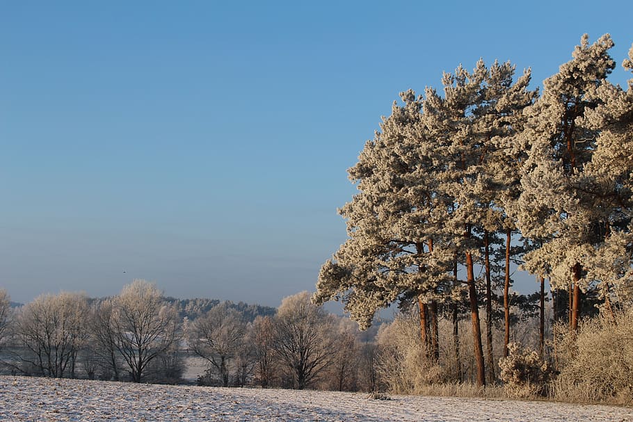 frost, forest, landscape, trees, cold, winter, icy, nature HD wallpaper