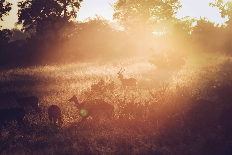 group of reindeer in grass field during sunrise, herd of deer in field with trees HD wallpaper