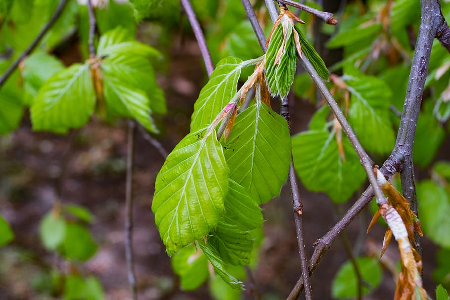 beech, fagus, tree, foliage, branch, forest, clear, color, plant, HD wallpaper