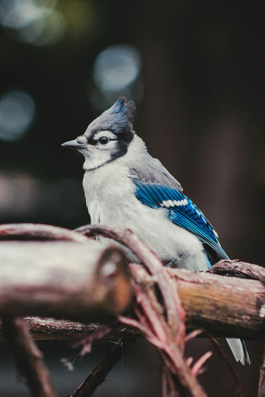white, blue, and gray bird standing bare tree, sharp, blurred HD wallpaper
