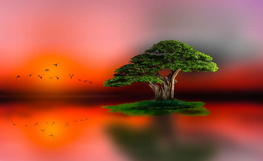 tree on red body of water illustration, no person, nature, outdoor, HD wallpaper