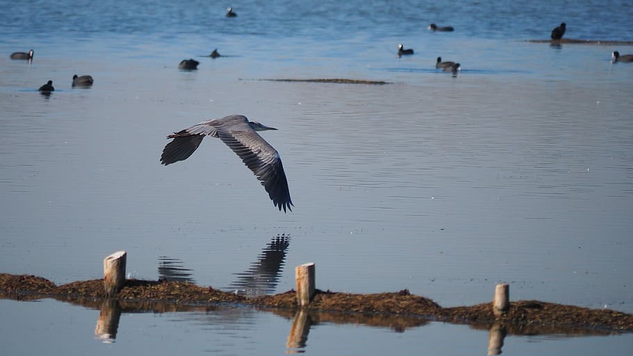 animals, nature, bird, heron, flight, wings, animal wildlife HD wallpaper