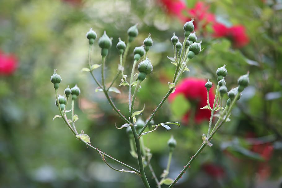 rose, flowers, spring, nature, landscape, plants, garden, red roses HD wallpaper