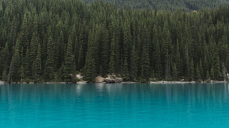 blue water lake near green leaves pine trees, conifer, daylight HD wallpaper