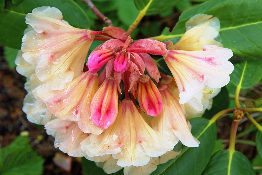 Spring, Blossom, Full Bloom, close, rhododendron, flower, pink color HD wallpaper