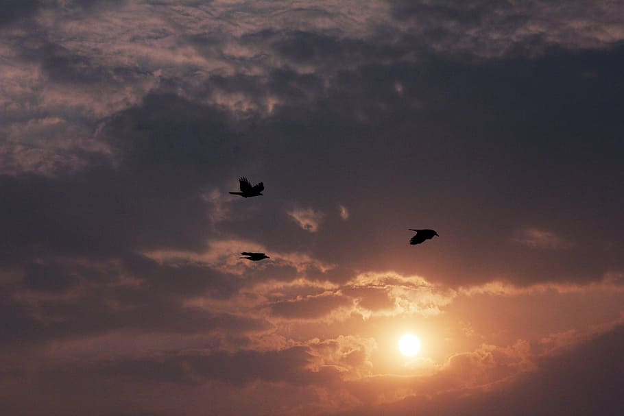 sunset, beautiful, birds, clouds, dusk, dawn, sky, animal themes HD wallpaper