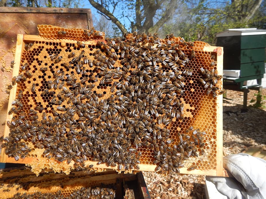 bees, harlem, honey, beekeeping, apiculture, beehive, insect HD wallpaper