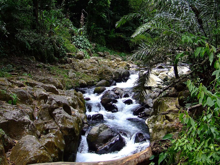 River, Nature, Forest, Hiking, Outdoor, environment, green HD wallpaper