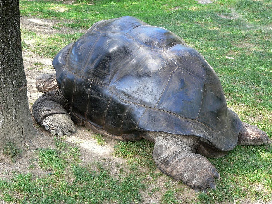 turtle, tortoise, nature, animal, shell, reptile, terrestre HD wallpaper