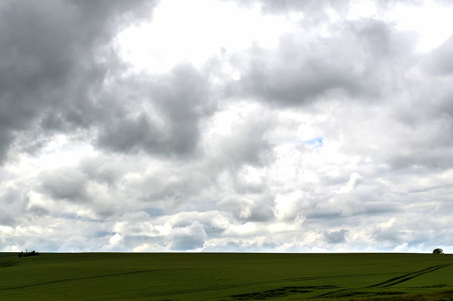grey clouds, field, nature, wheat, agriculture, landscape, green HD wallpaper