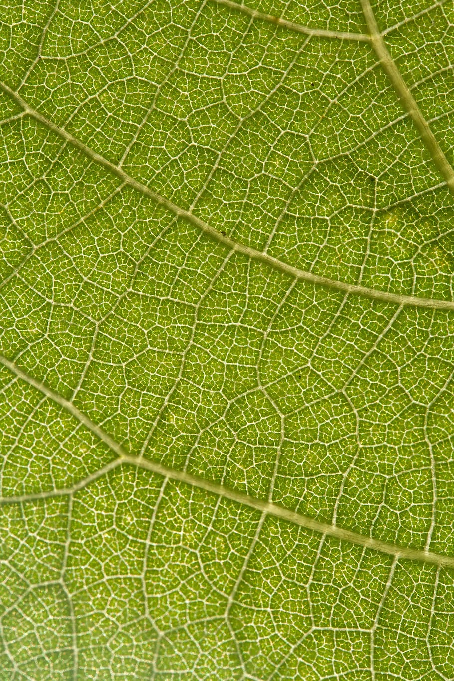 Leaf, Grapes, Nature, Macro, green, particular, screw, wine HD wallpaper