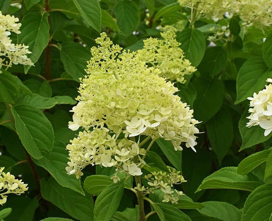 yellow hydrangea, blossoms, flower, bloom, plant, garden, spring HD wallpaper