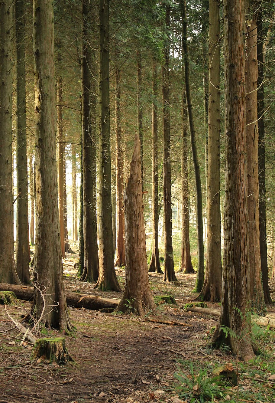 forest with trees, woods, green, nature, forest trees, tree trunk HD wallpaper