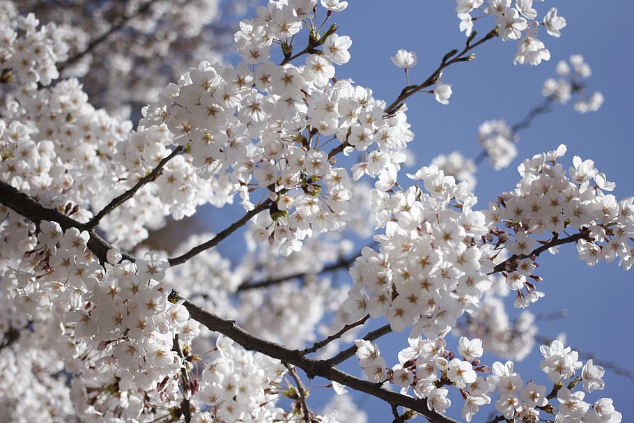 spring, flowers, nature, bright, white, beauty, white flowers HD wallpaper