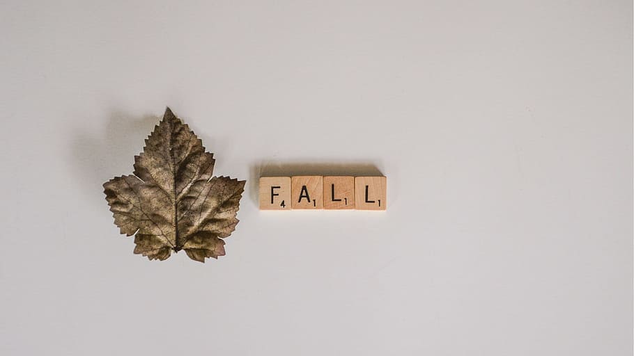 whitespace, from above, fall, autumn, leaf, graphics, white background HD wallpaper