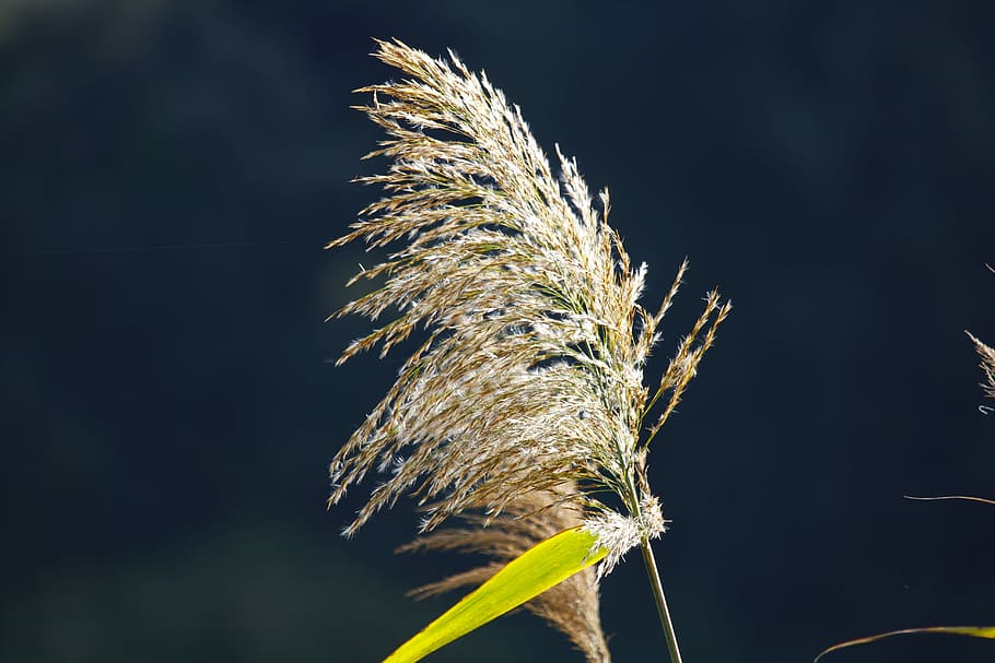 Water, Grass, River, Landscape, Reed, nature, green, leaf, macro HD wallpaper