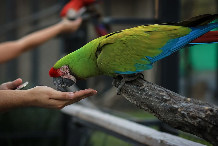 macaw, ave, bird, parrot, animal, tropical bird, exotic bird HD wallpaper