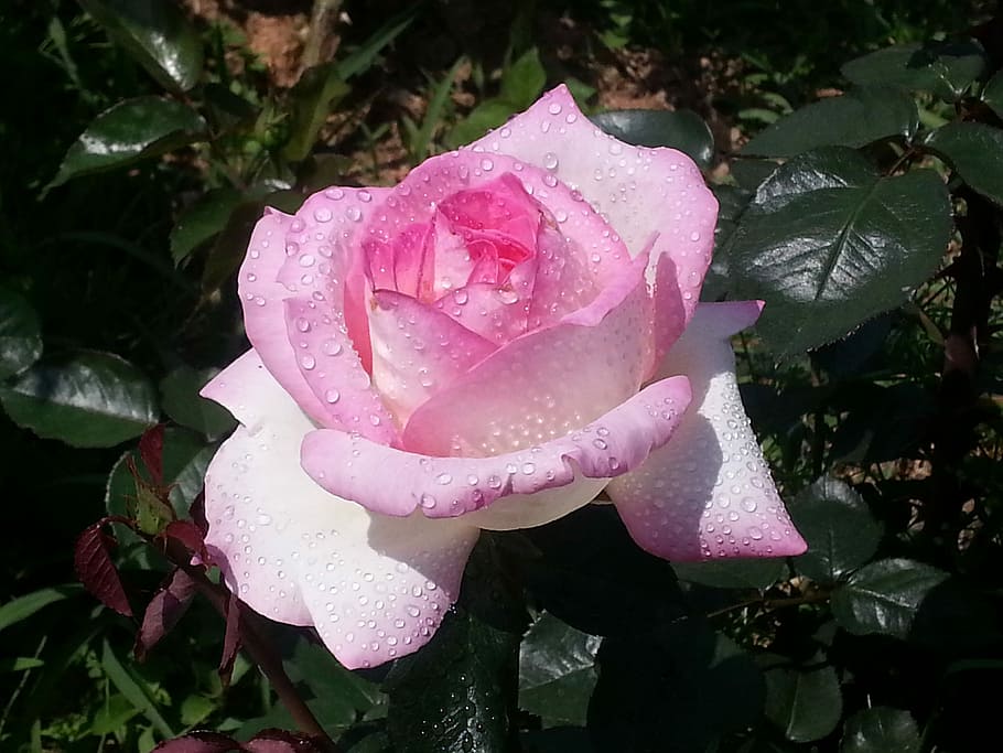 Rose Park, Changwon, flower, rose - flower, pink color, water HD wallpaper
