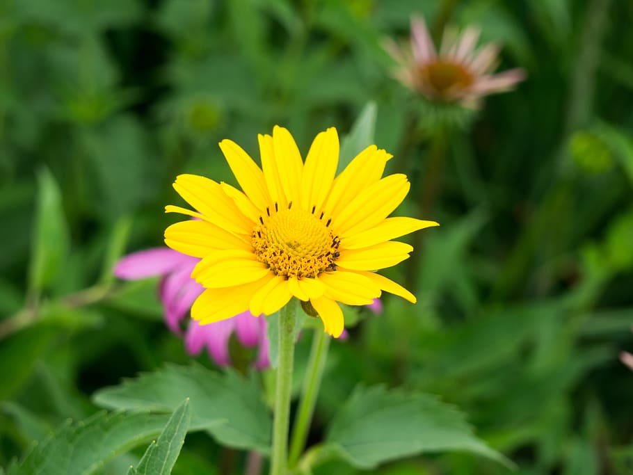 Yellow Flower in Garden, blur, focus, green, Flowers, Leaves HD wallpaper