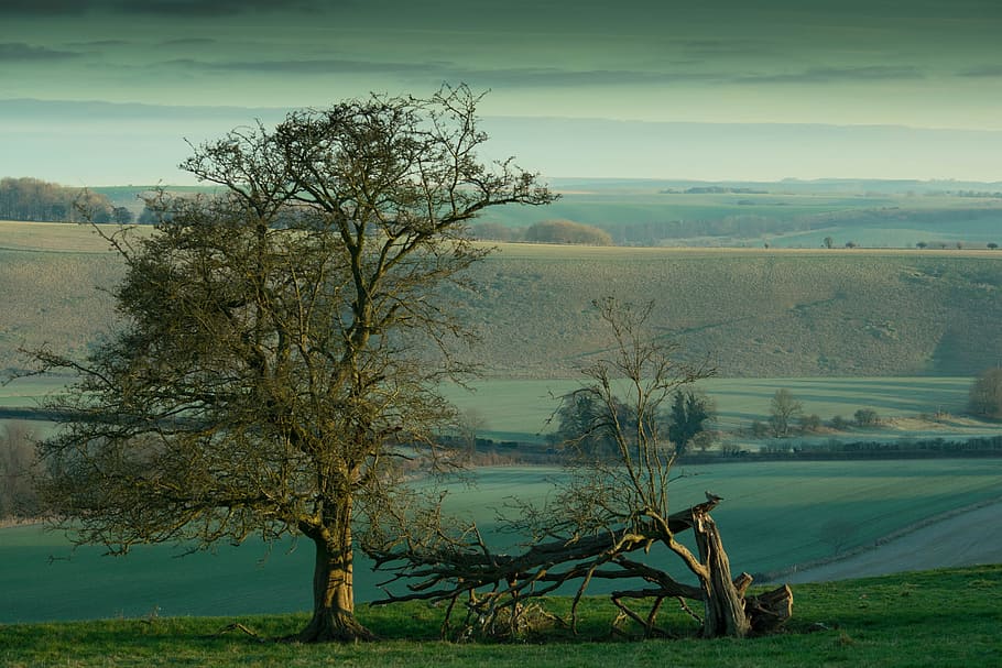 tree, nature, landscape, plant, sky, field, scenics - nature HD wallpaper