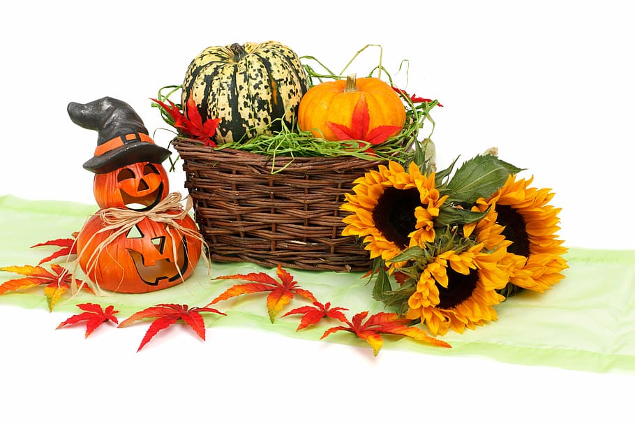 pumpkin and sunflower near basket, autumn, white, light, decoration, HD wallpaper