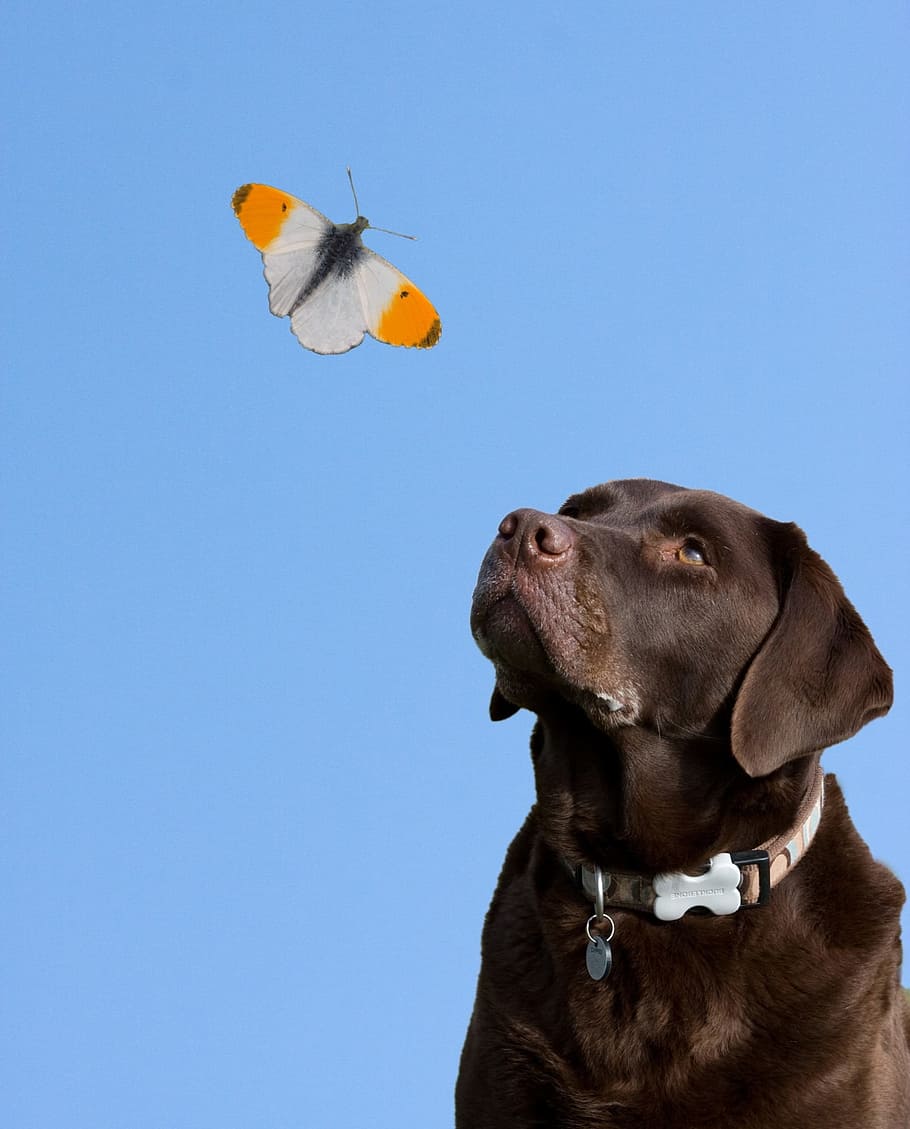 adult chocolate Labrador retriever, dog, butterfly, blue sky, HD wallpaper