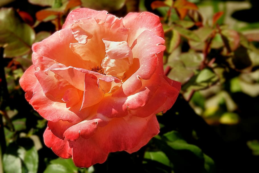 rose, orange, blossom, bloom, orange roses, rose blooms, nature HD wallpaper