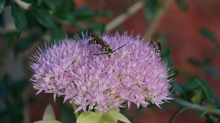sedum spectabile, insects, bee, flowers, purple, nature, pa