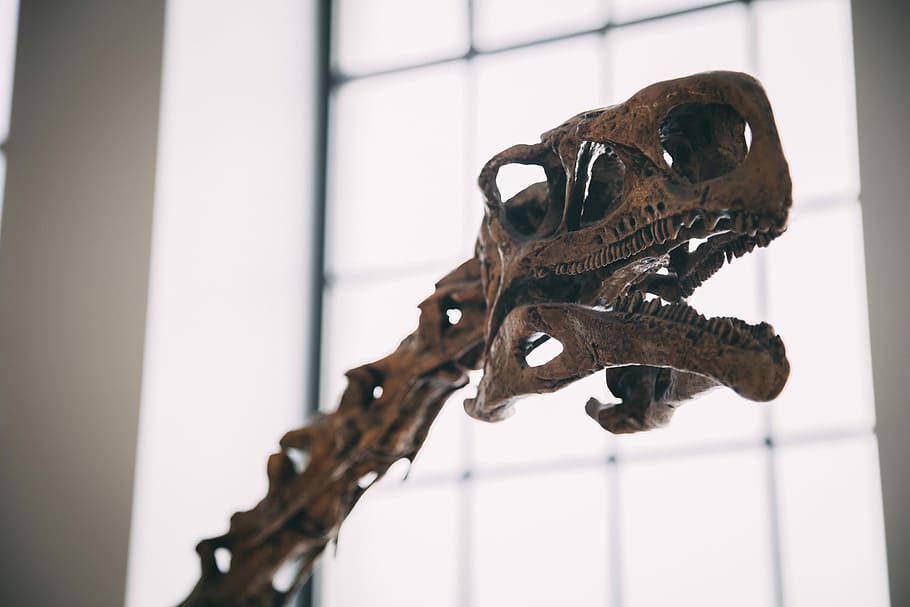 brown animal skeleton near window, museum, dinosaur, fossil, indoor, HD wallpaper