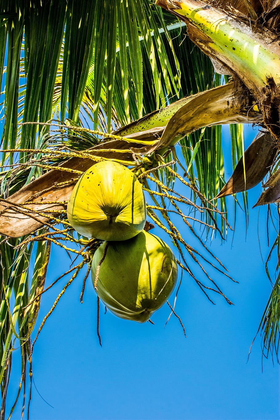 coconuts, coconut tree, plant, nature, growth, flower, palm tree HD wallpaper