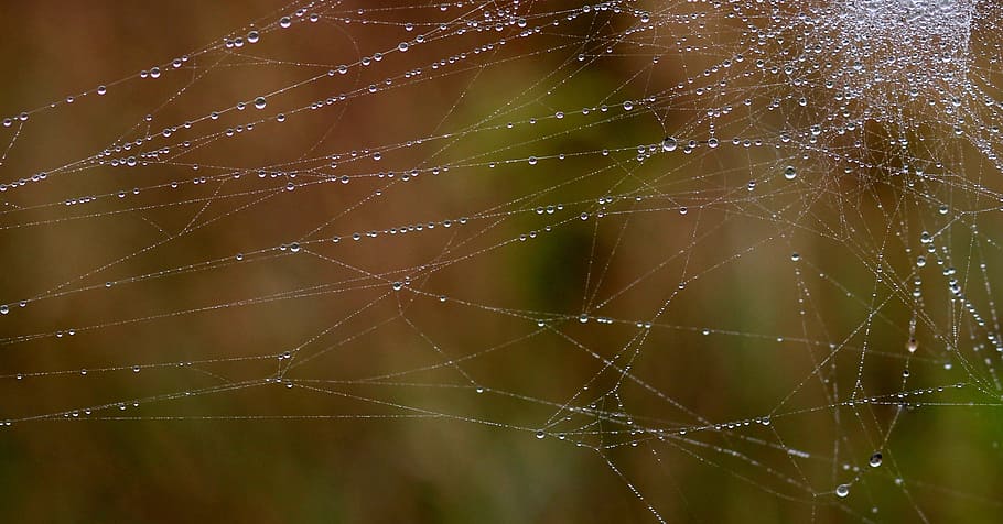 Spider Web, Drops, Dew, Nature, place, close-up, fragility HD wallpaper