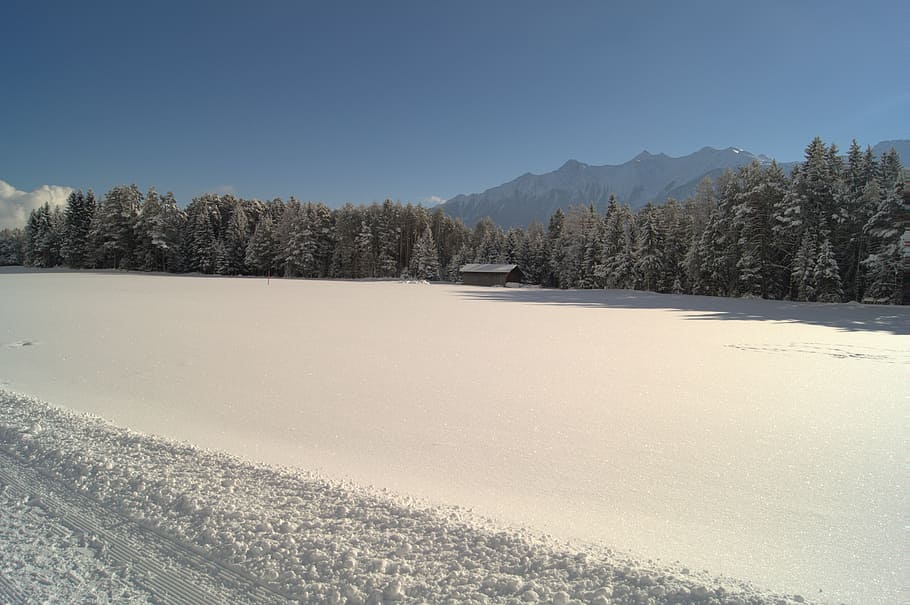 winter, snow, wintry, back light, snowy, white, forest, winter forest HD wallpaper