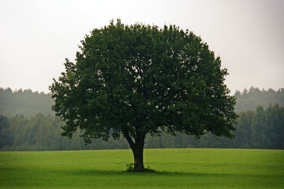Tree, Nature, Meadow, Sky, individually, green, pasture, mood HD wallpaper