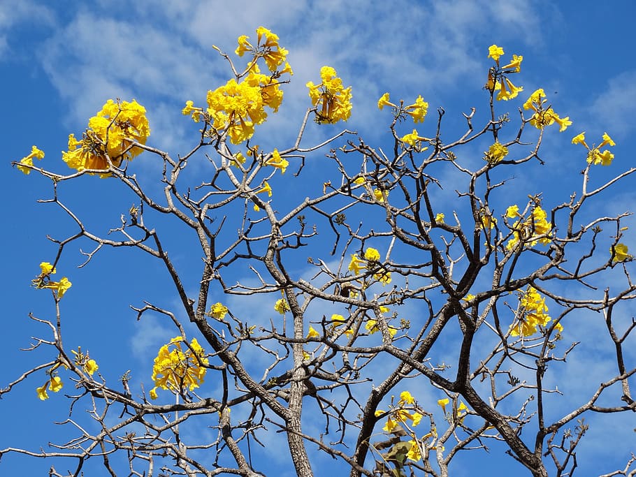 ipê, yellow ipê, spring, flowers, cerrado, brazilian cerrado HD wallpaper