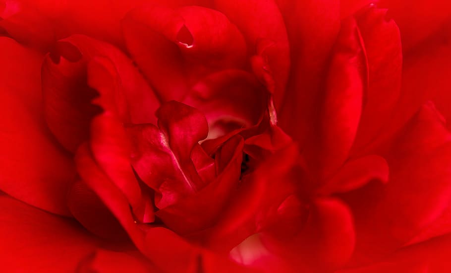 rose, red, macro, love, valentine, red rose, flower, blossom HD wallpaper