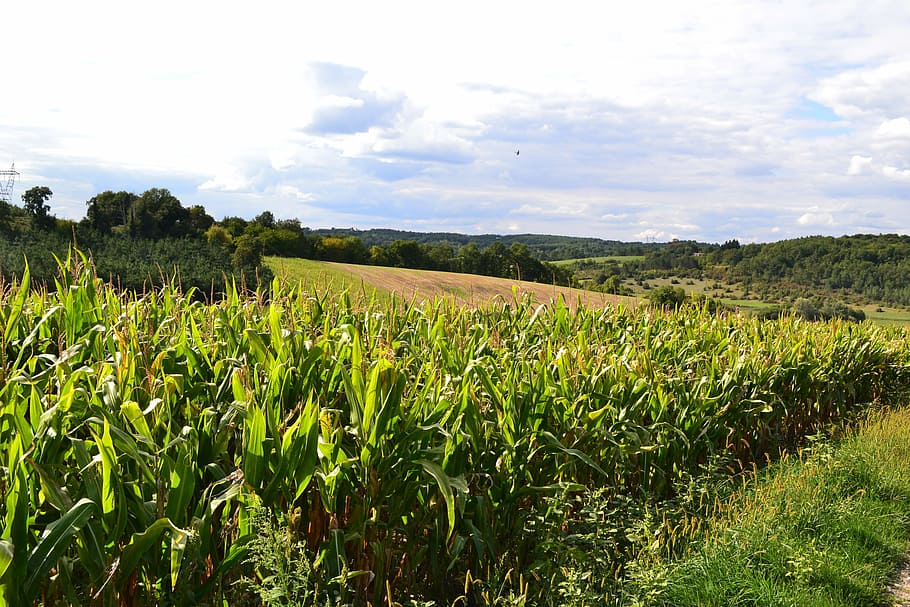 corn fields, agriculture, landscape, cereals, but sunny, summer HD wallpaper