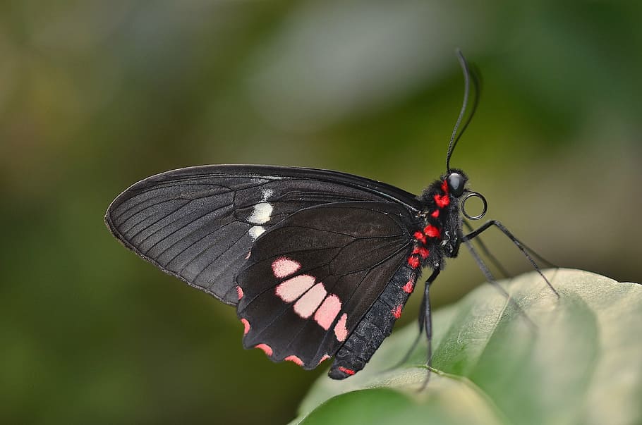 butterfly, red, black, macro, insect, animal, invertebrate HD wallpaper