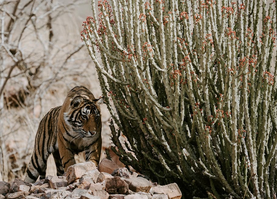 tiger near green plant, tiger standing beside cacti during daytime HD wallpaper