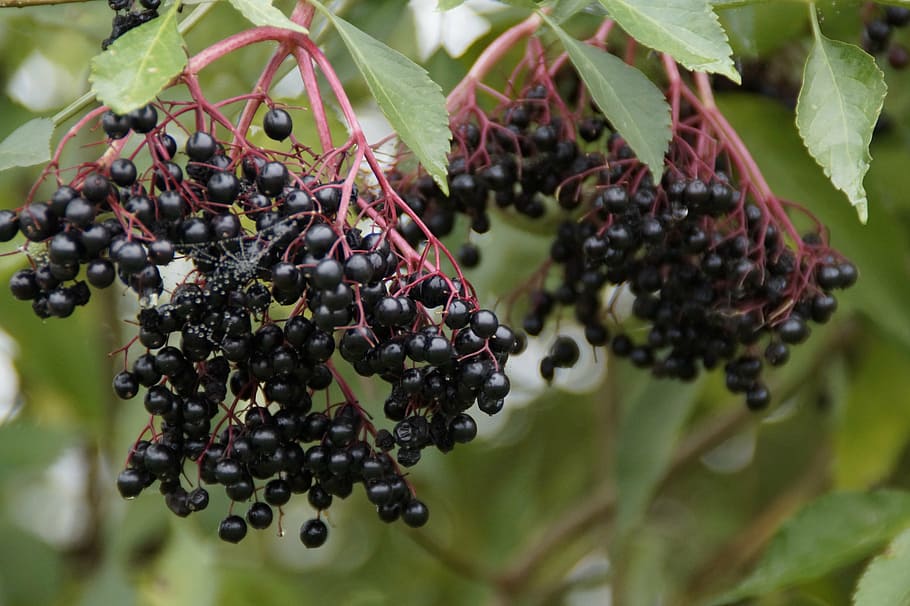 elder, black elderberry, elderberries, ripe, sweet, autumn HD wallpaper