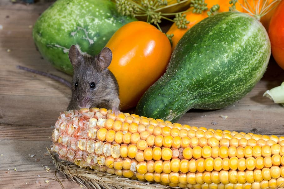 mouse eating corn near vegetables, wild, nager, animal portrait HD wallpaper