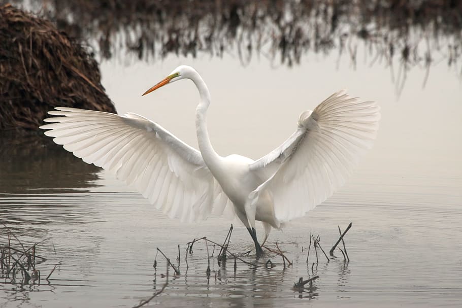 great egret on water during daytime, white, long, neck, bird HD wallpaper