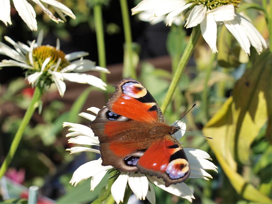 butterfly, flower, insect, animal themes, animal wildlife, animals in the wild HD wallpaper