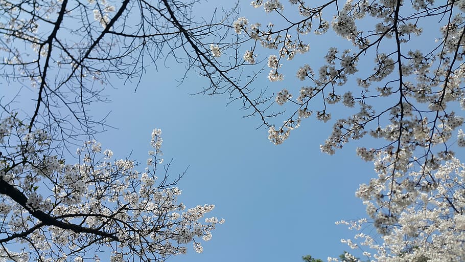 cherry blossom, spring, sky, tree, nature, branch, springtime HD wallpaper