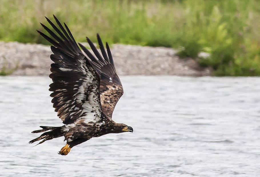 photo of black bird flying on river at daytime, golden eagle HD wallpaper